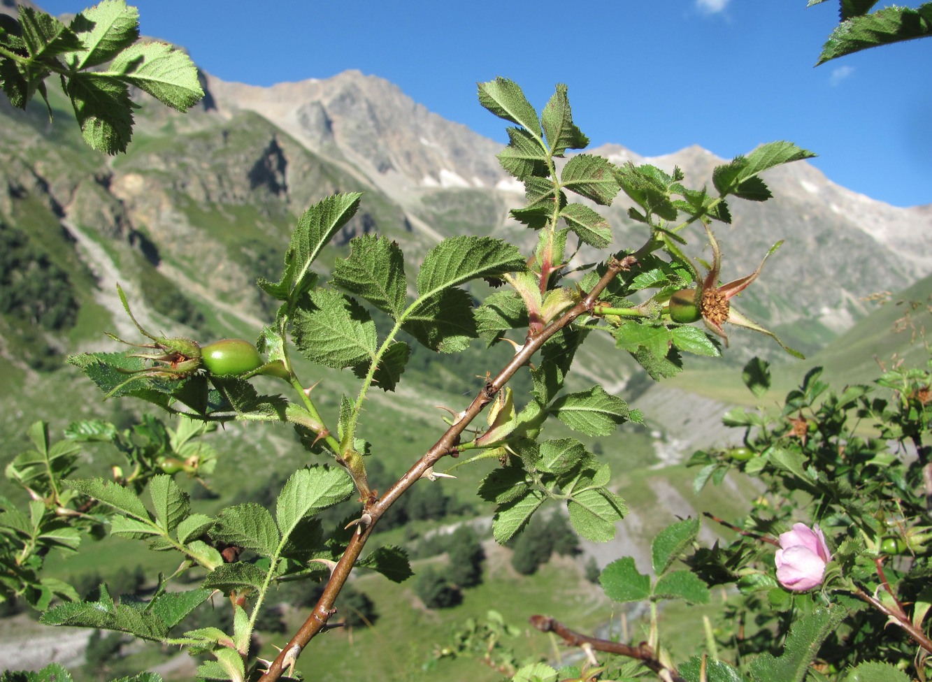 Image of Rosa pulverulenta specimen.