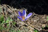 Crocus speciosus