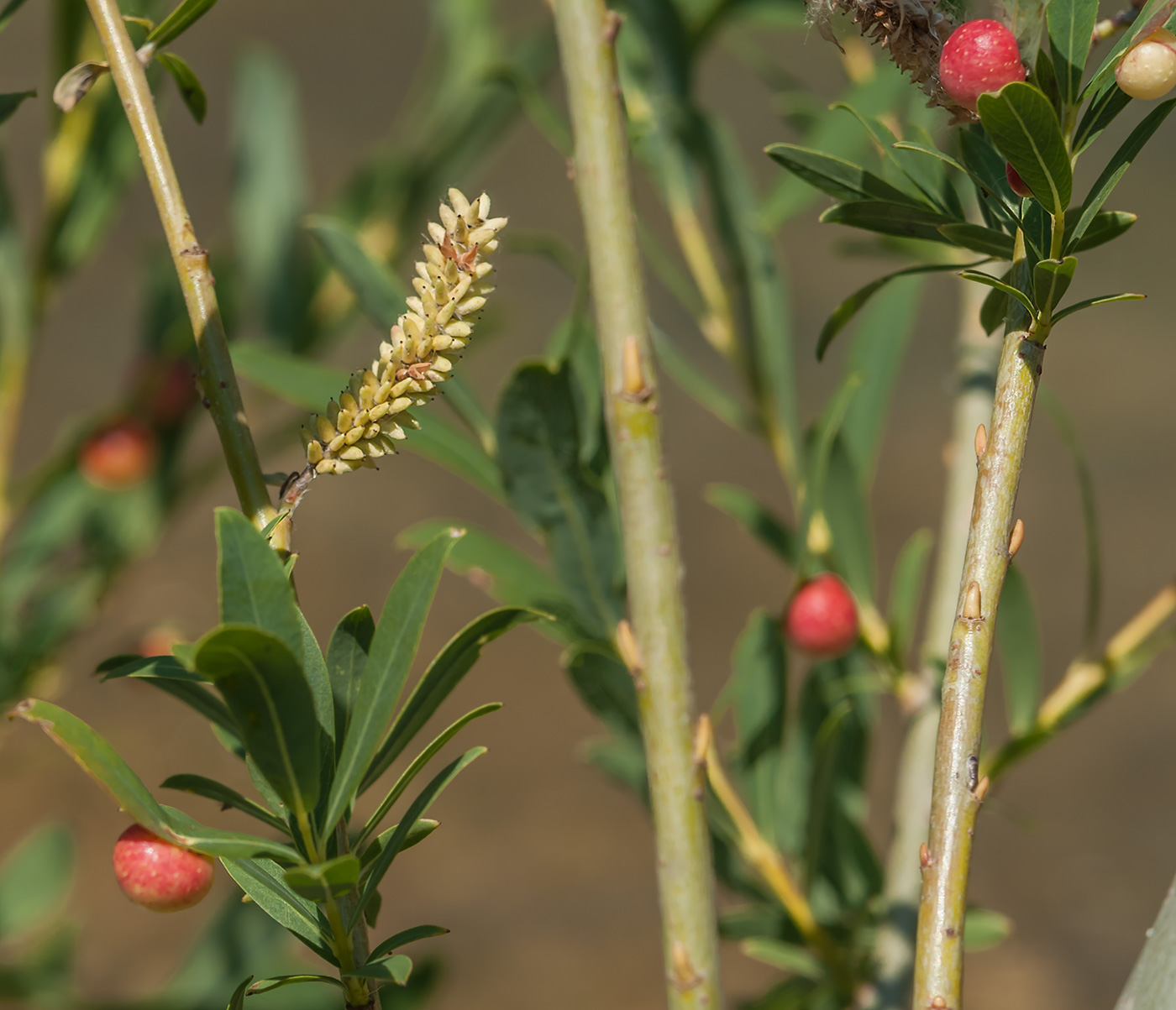 Image of Salix purpurea specimen.