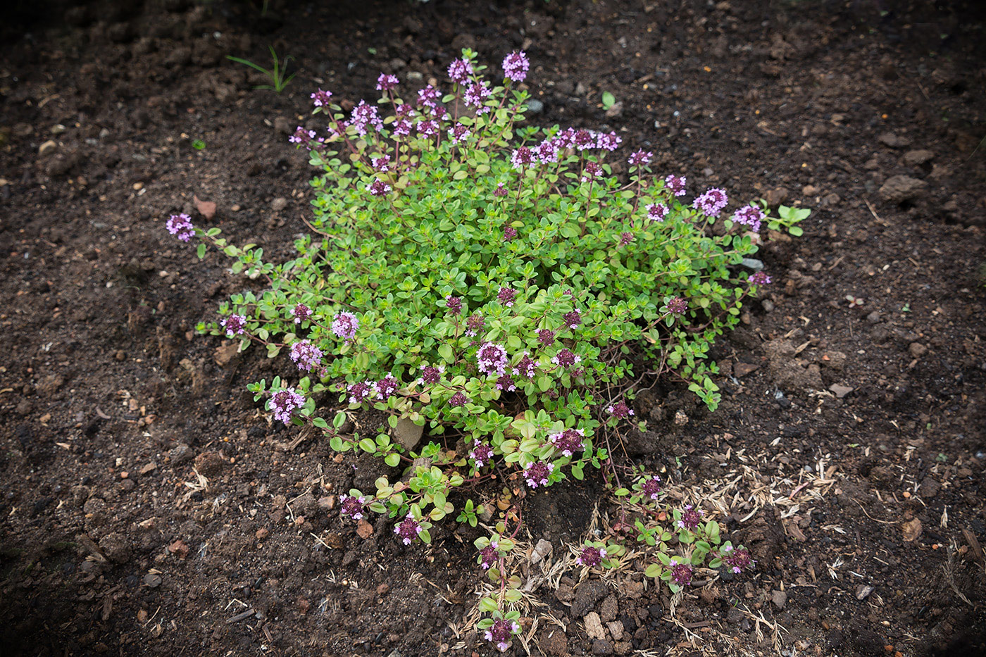 Image of Thymus ovatus specimen.