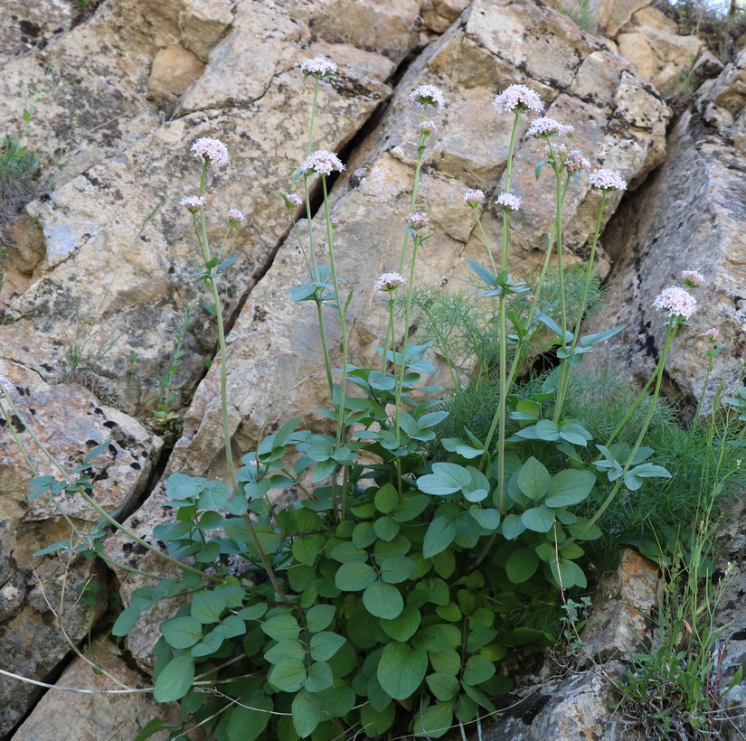 Изображение особи Valeriana sisymbriifolia.