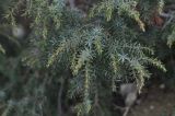 Juniperus deltoides. Верхушка ветви. Турция, ил Эрзурум, склон скалы, с которой падает водопад Тортум. 22.04.2019.