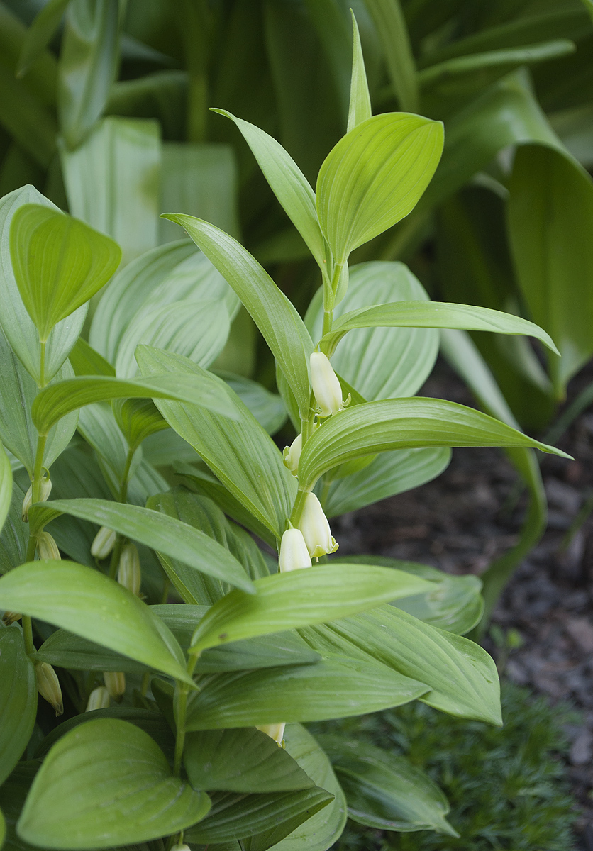 Image of Polygonatum humile specimen.