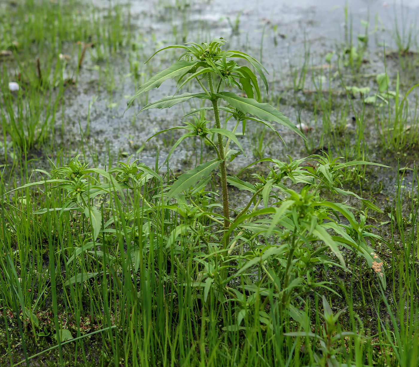 Image of Bidens cernua specimen.