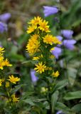 Solidago virgaurea