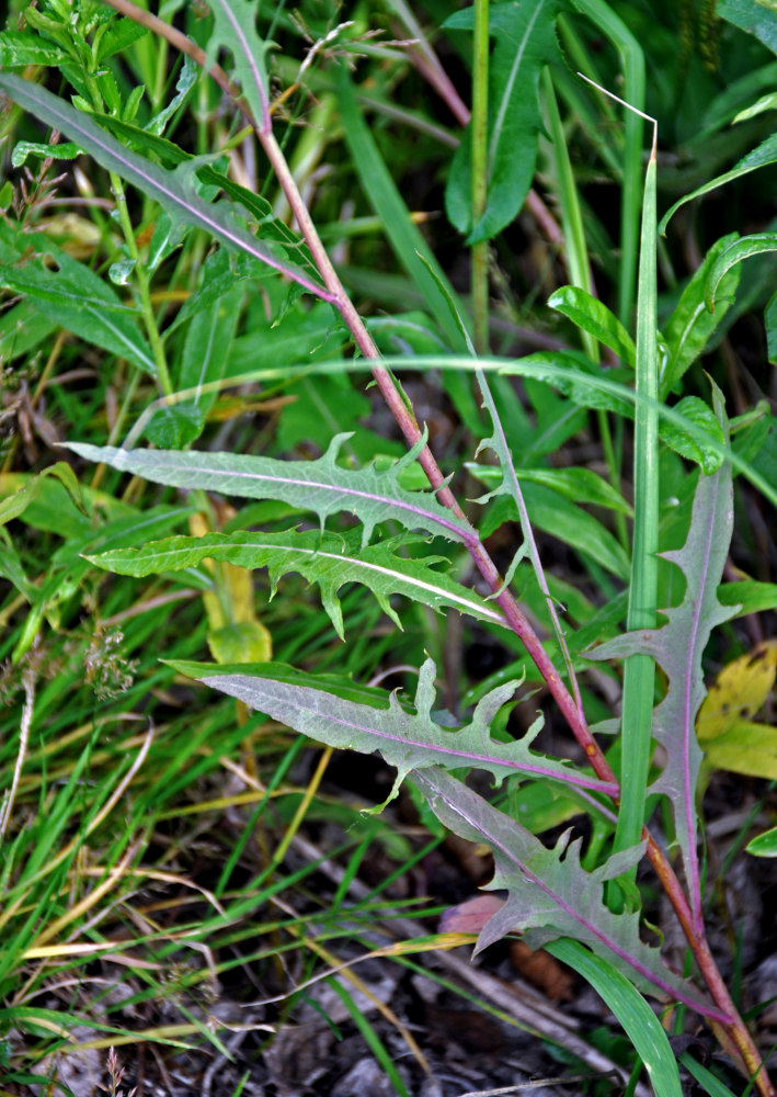 Image of Lactuca tatarica specimen.