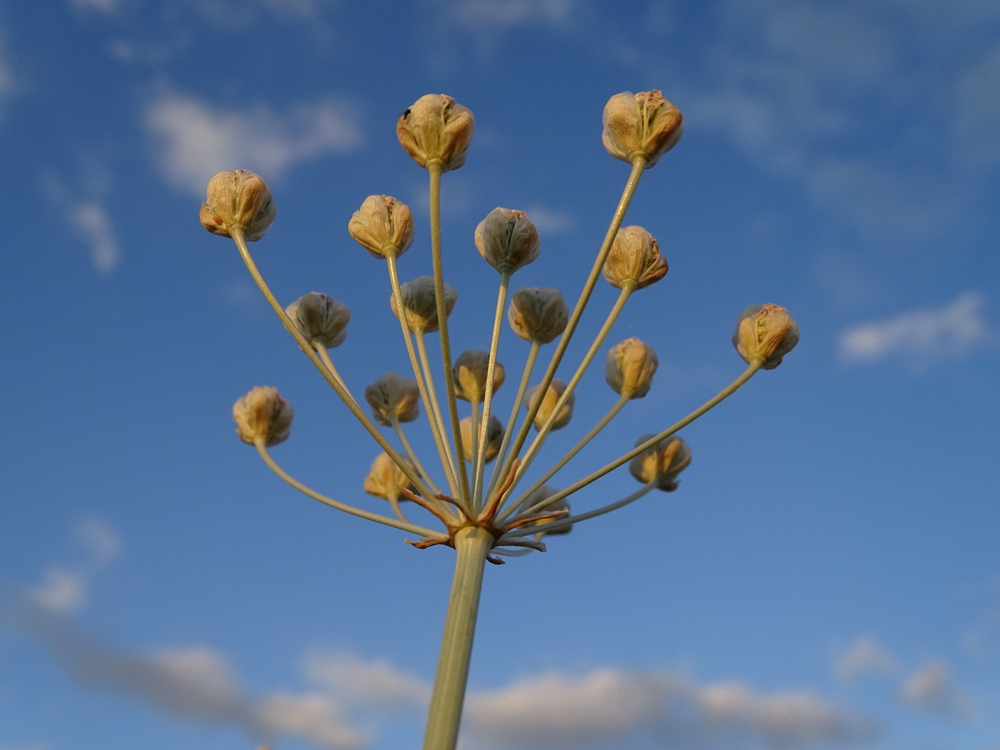 Image of Hyalolaena trichophylla specimen.