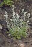 Artemisia stelleriana