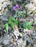 Lathyrus vernus