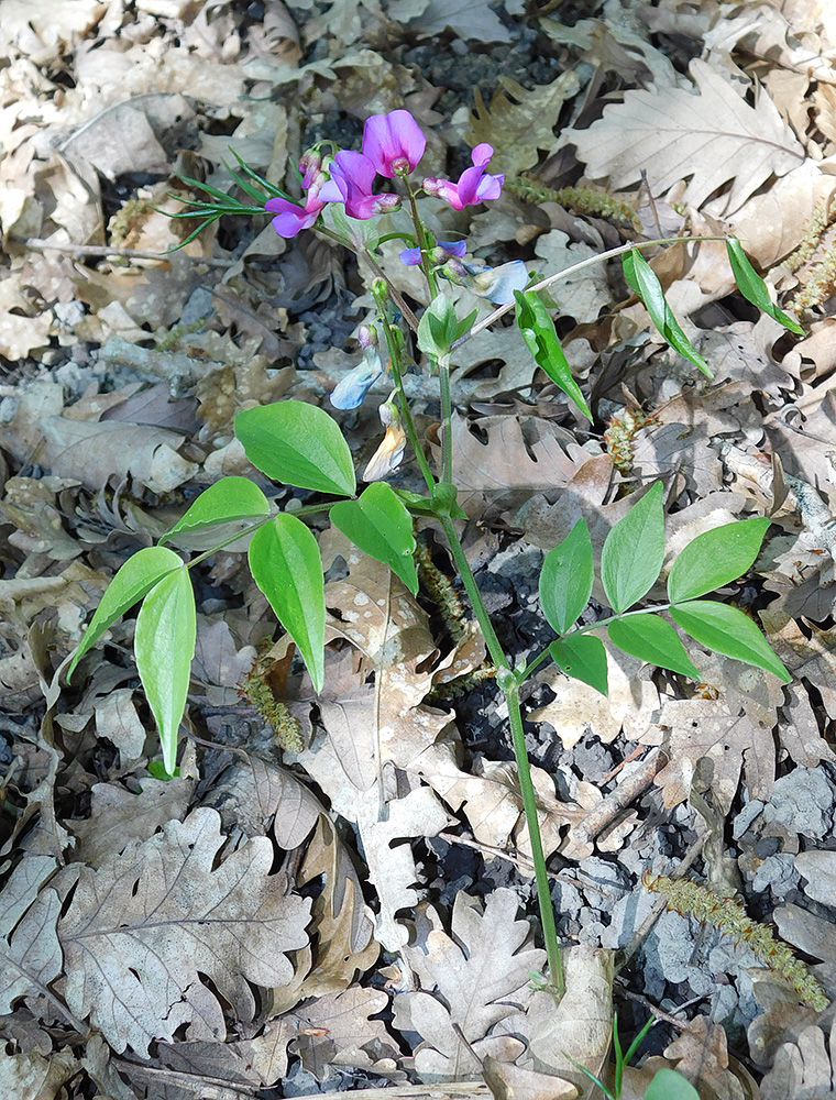 Image of Lathyrus vernus specimen.