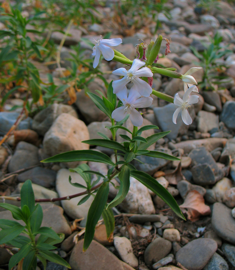 Изображение особи Saponaria officinalis.