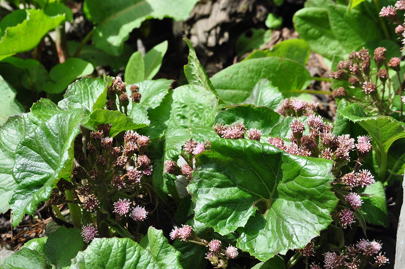 Image of Petasites tricholobus specimen.