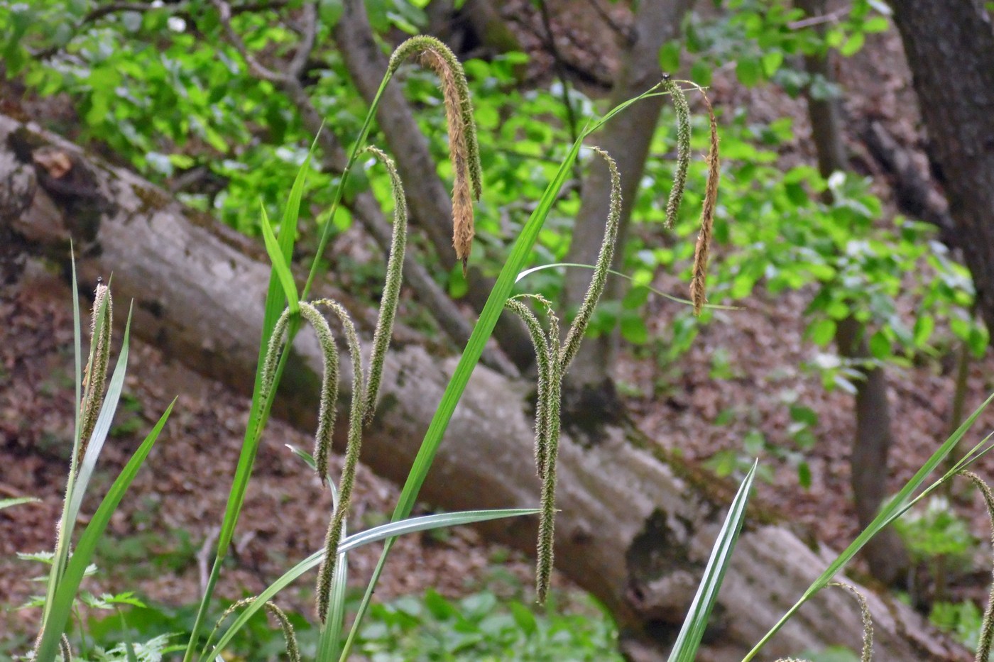 Изображение особи Carex pendula.