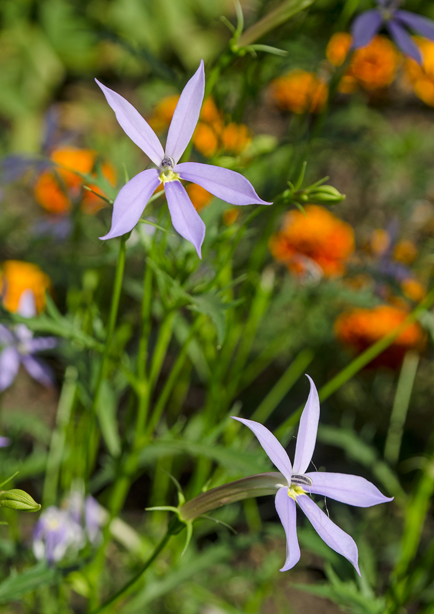 Изображение особи Isotoma axillaris.