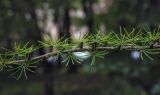 genus Larix. Часть ветви. Санкт-Петербург, Ботанический сад БИН РАН, дендрарий. 10.09.2020.