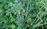 Trifolium pratense