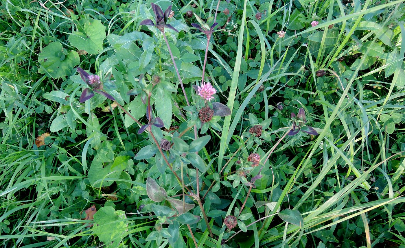 Изображение особи Trifolium pratense.
