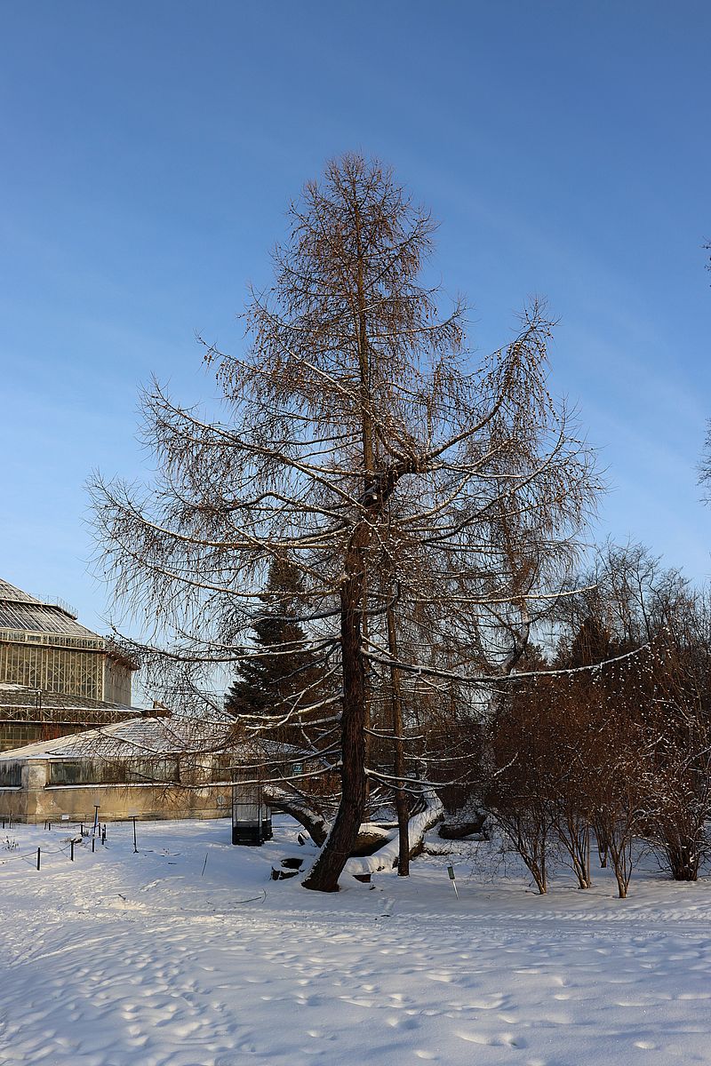 Image of Larix decidua specimen.