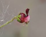 Scrophularia olympica. Цветок (слева - прилипший плод растения из Asteraceae). Дагестан, Лакский р-н, окр. с. Шара, сланцевая осыпь. 22 июня 2021 г.