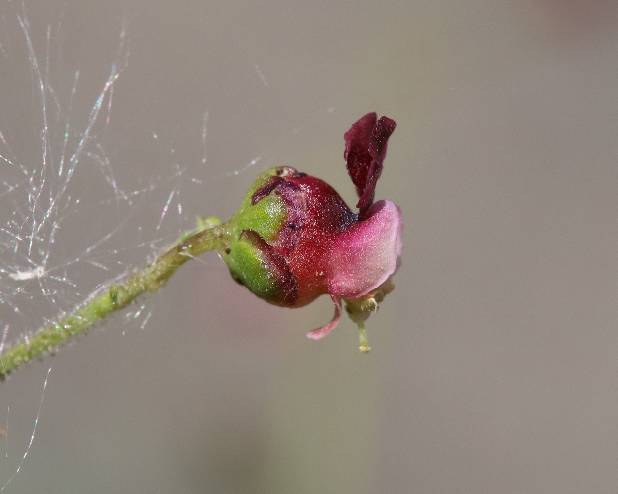 Изображение особи Scrophularia olympica.