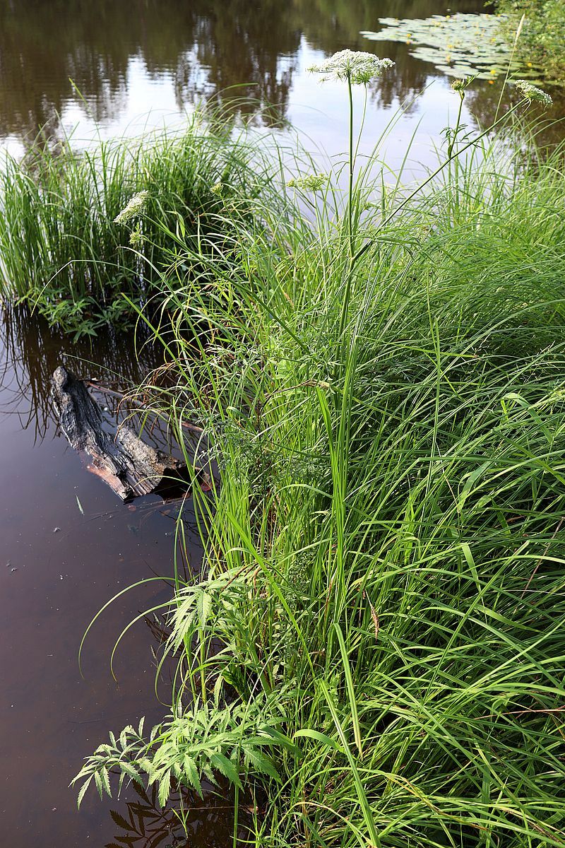 Image of Cicuta virosa specimen.