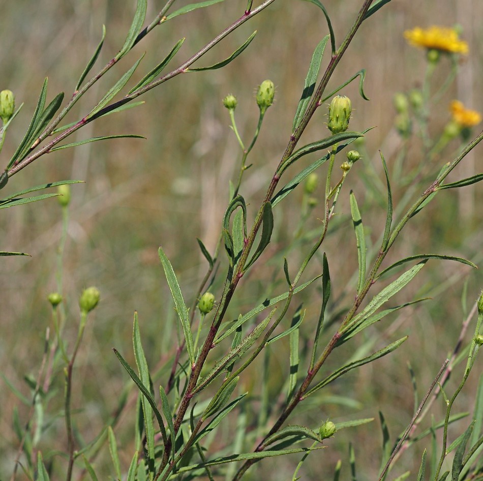 Image of Hieracium filifolium specimen.