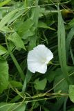 Calystegia sepium. Цветок и части побегов, обвивающих злаки. Псковская обл., Псковский р-н, окр. дер. Филатова Гора; дол. р. Великая, разнотравно-злаковый пойменный луг. 29.07.2021.