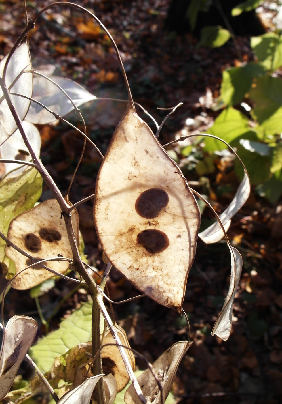 Изображение особи Lunaria rediviva.