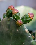 Opuntia ficus-indica