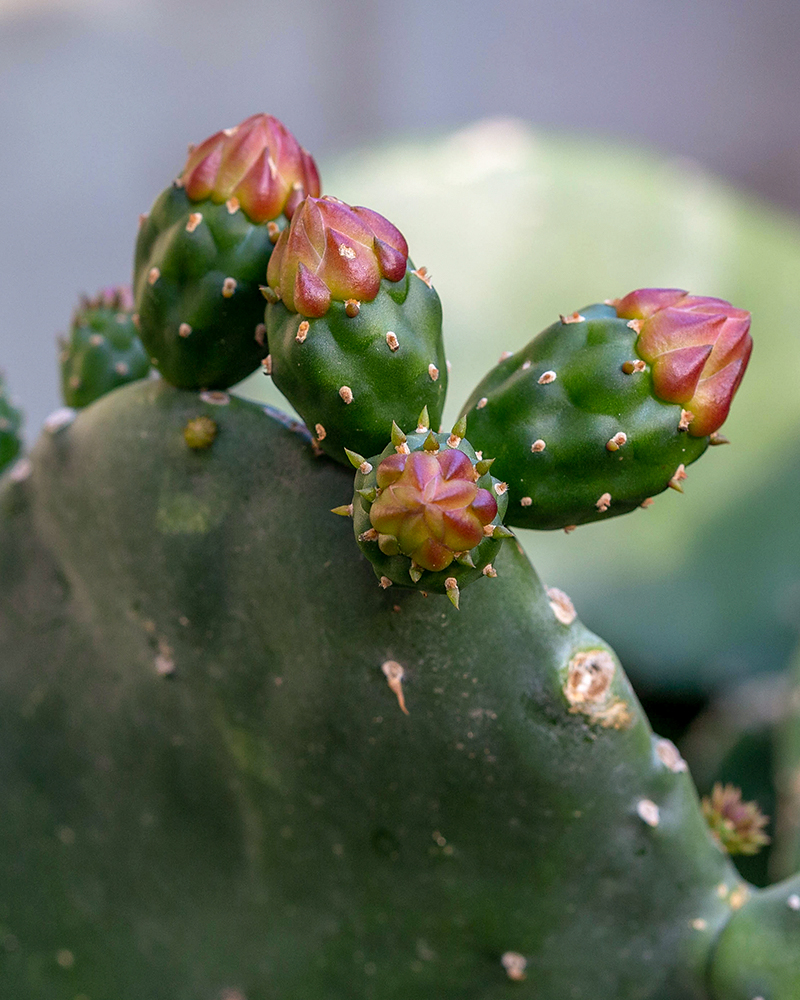 Изображение особи Opuntia ficus-indica.