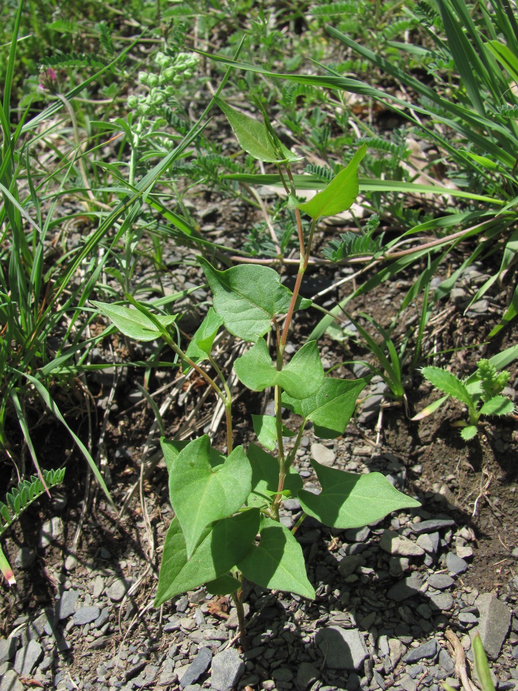 Image of Fallopia convolvulus specimen.