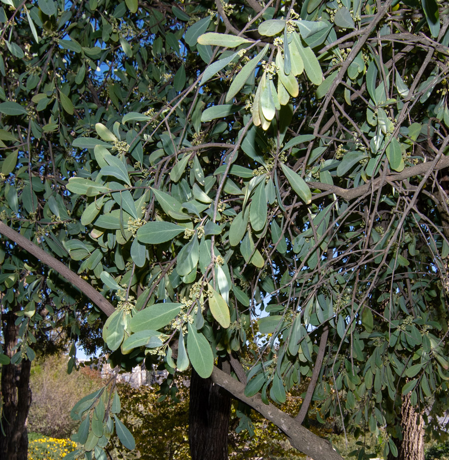 Image of Gymnosporia senegalensis specimen.