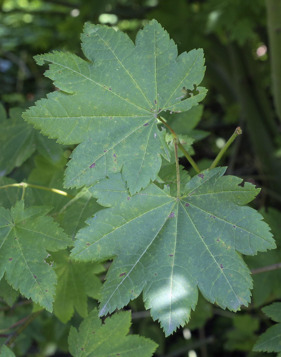 Изображение особи Acer circinatum.