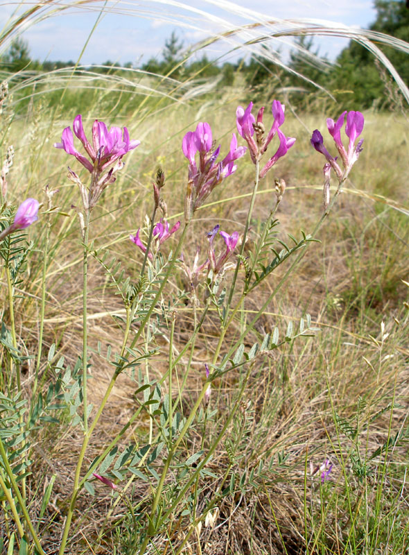 Изображение особи Astragalus varius.