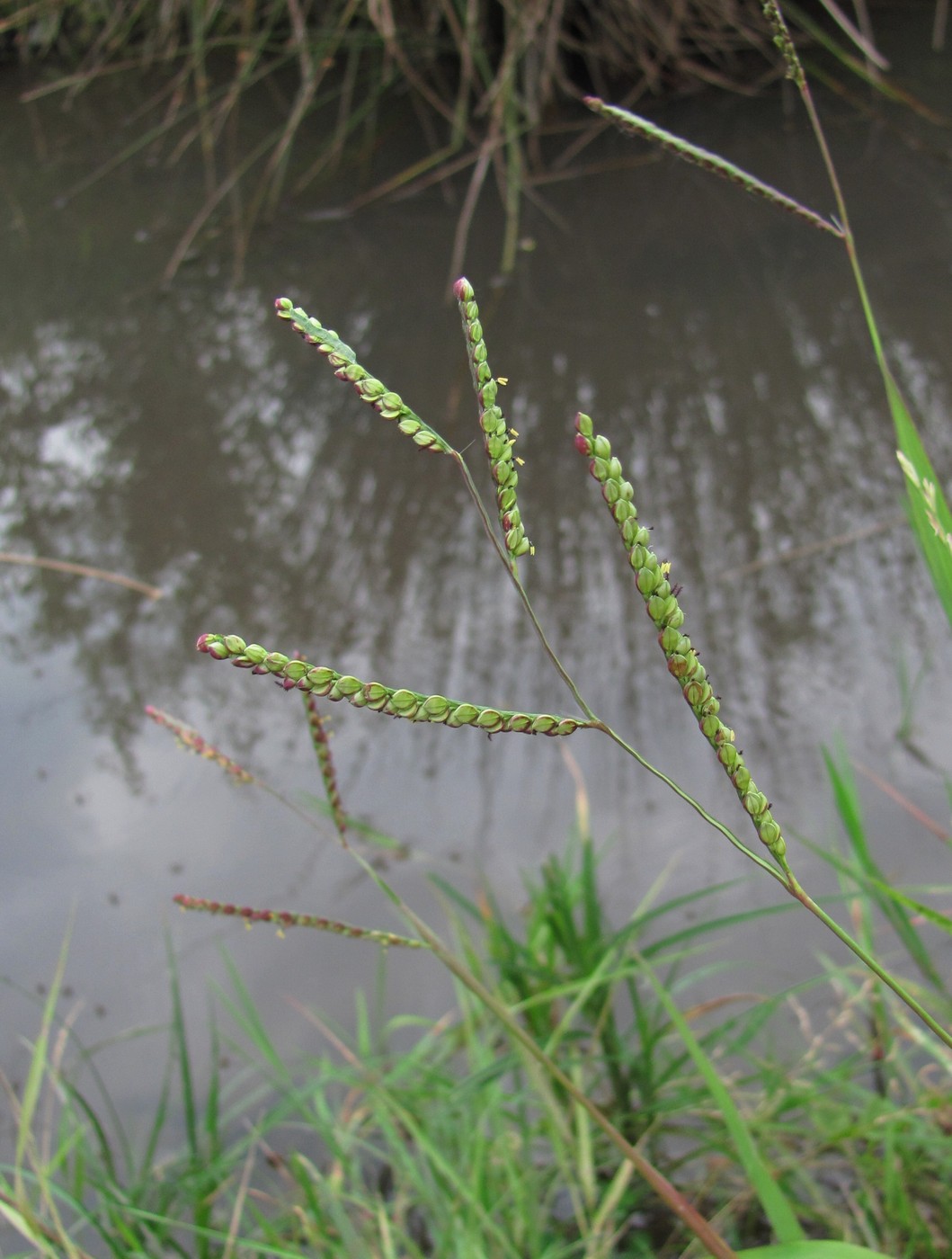 Image of Paspalum thunbergii specimen.