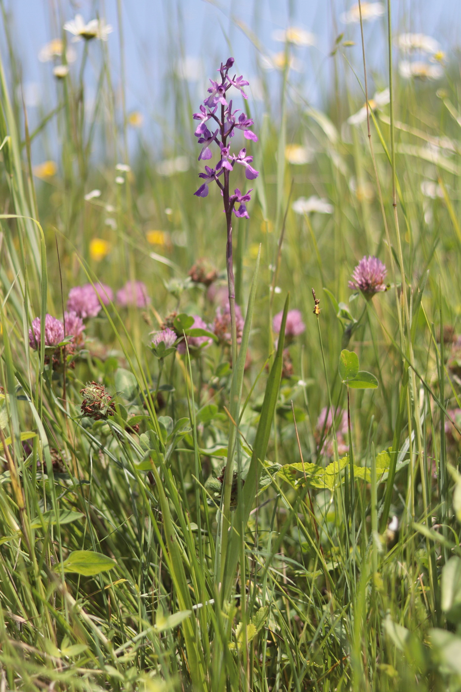 Image of Anacamptis laxiflora ssp. elegans specimen.