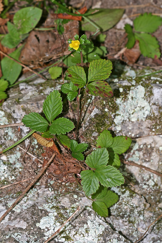 Image of Duchesnea indica specimen.