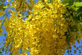 Cassia fistula