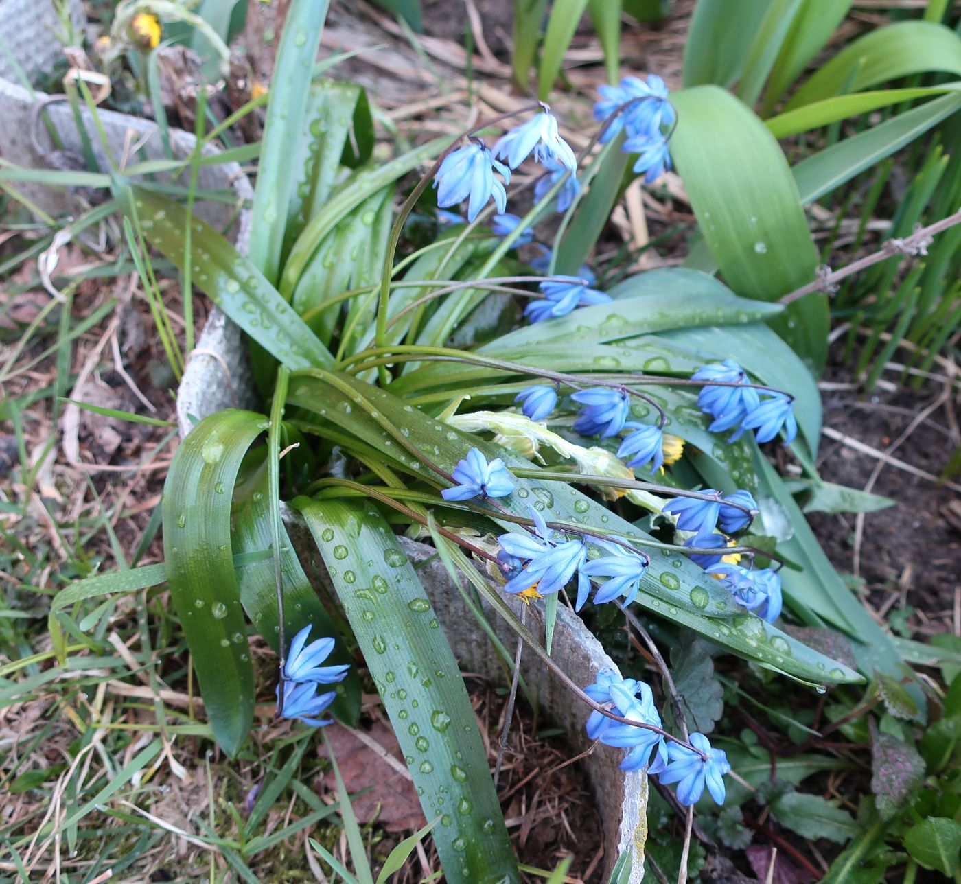 Image of Scilla siberica specimen.