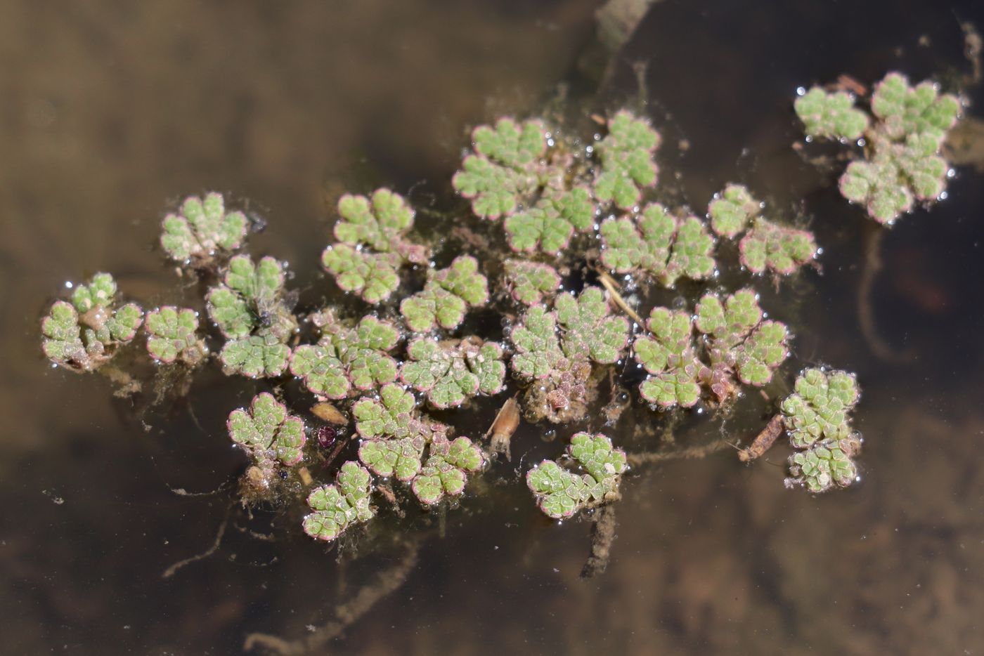 Image of Azolla filiculoides specimen.