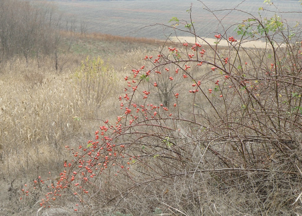 Image of genus Rosa specimen.