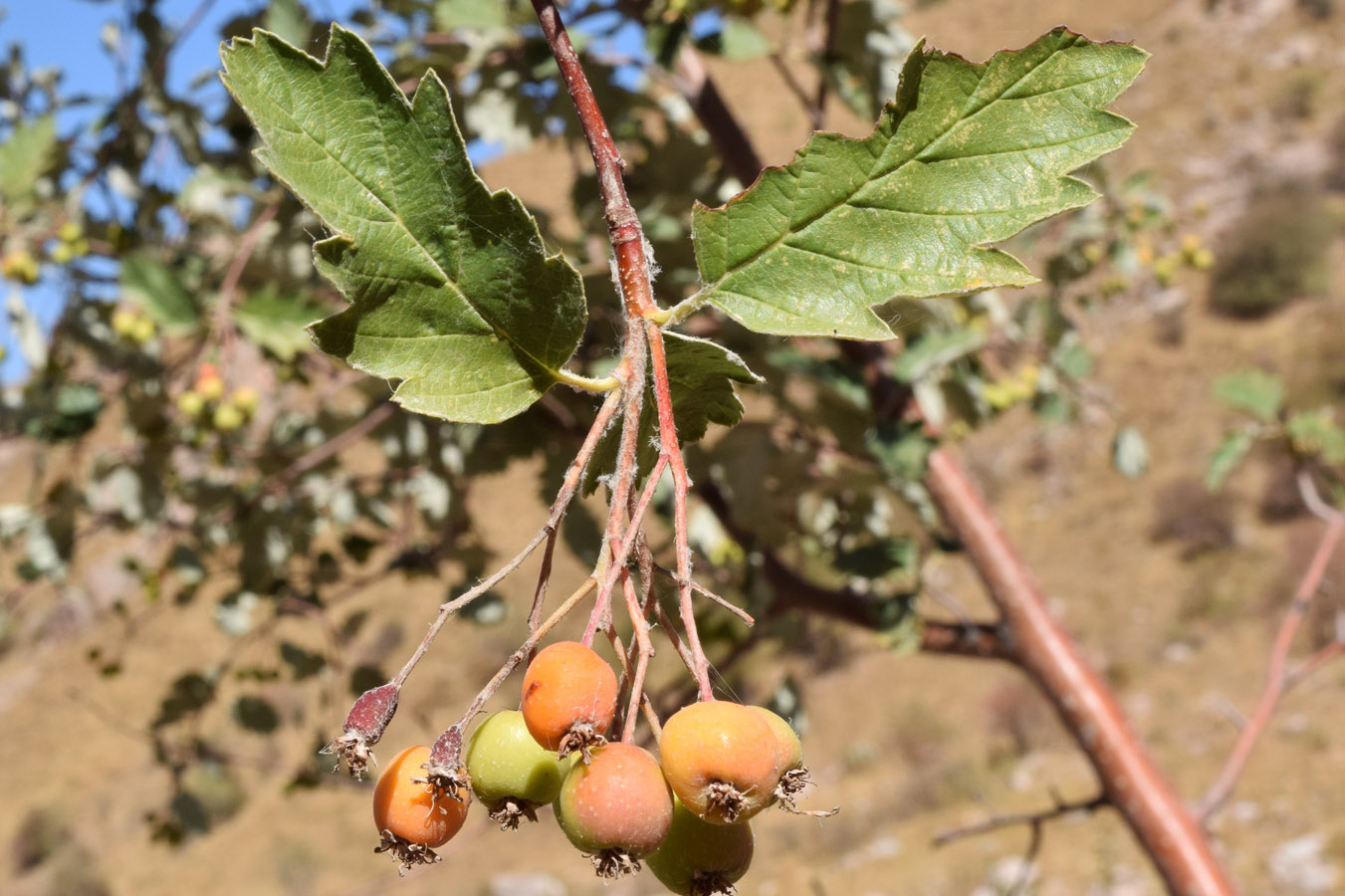 Изображение особи Sorbus persica.