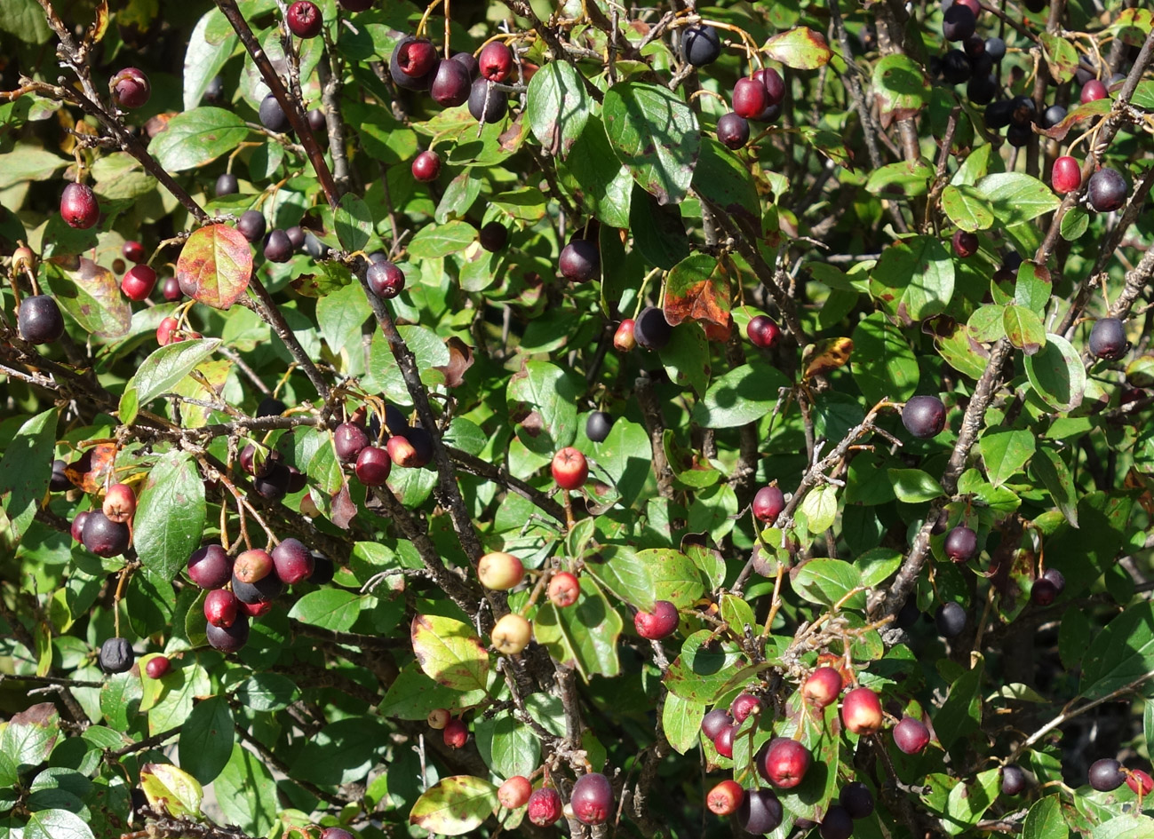 Image of Cotoneaster lucidus specimen.