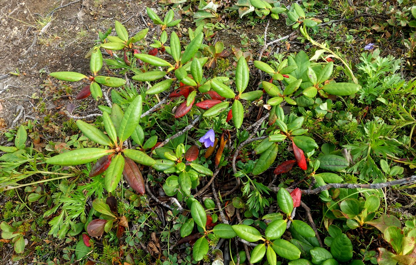 Image of Rhododendron aureum specimen.