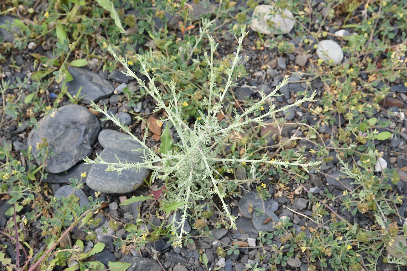 Image of Centaurea diffusa specimen.