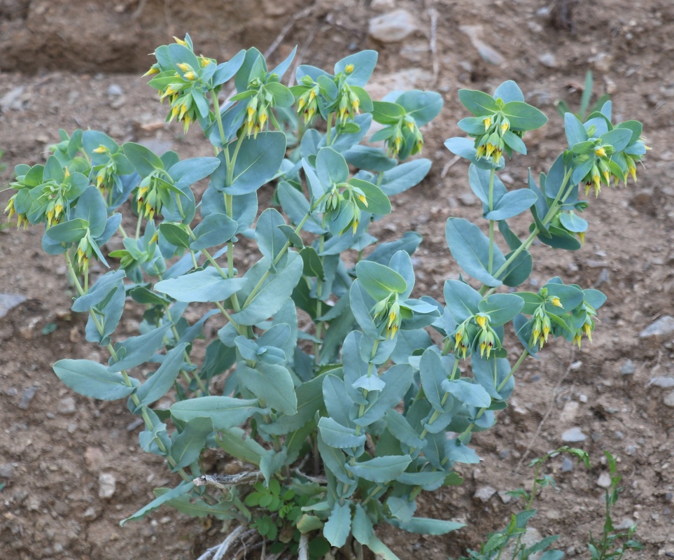 Изображение особи Cerinthe minor.