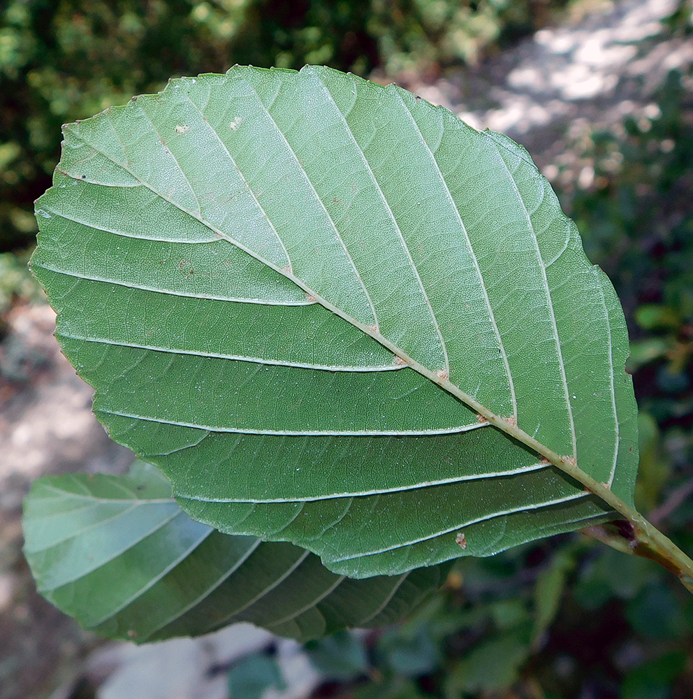 Image of Alnus barbata specimen.