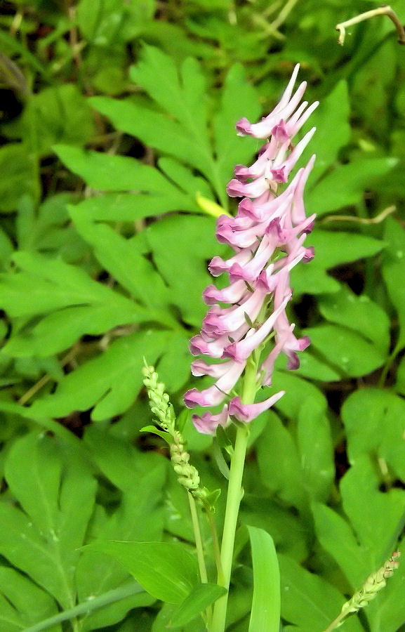 Image of Corydalis multiflora specimen.