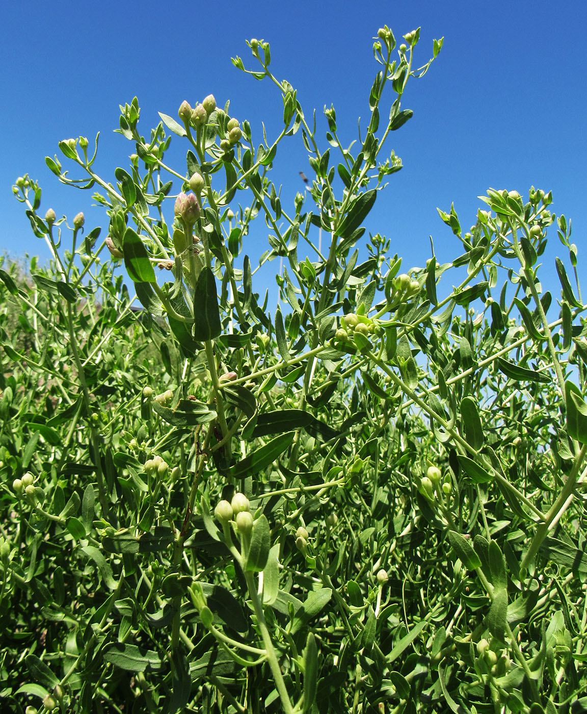 Изображение особи Karelinia caspia.