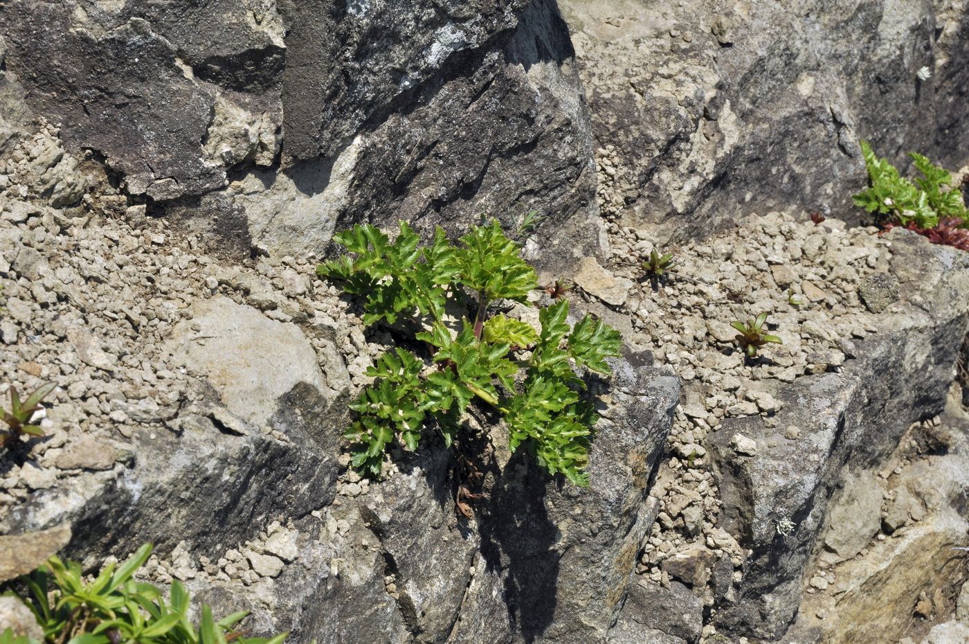 Image of Kitagawia terebinthacea specimen.